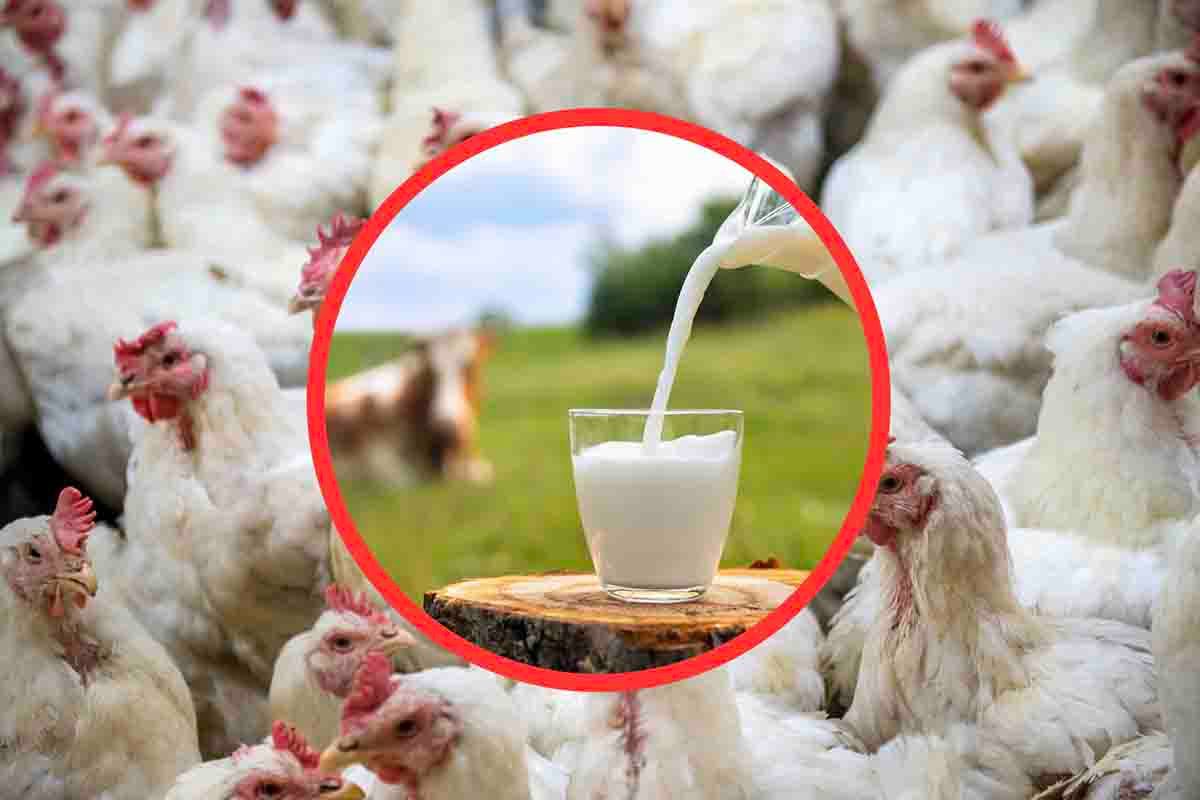 Influenza aviaria, paura tra i consumatori